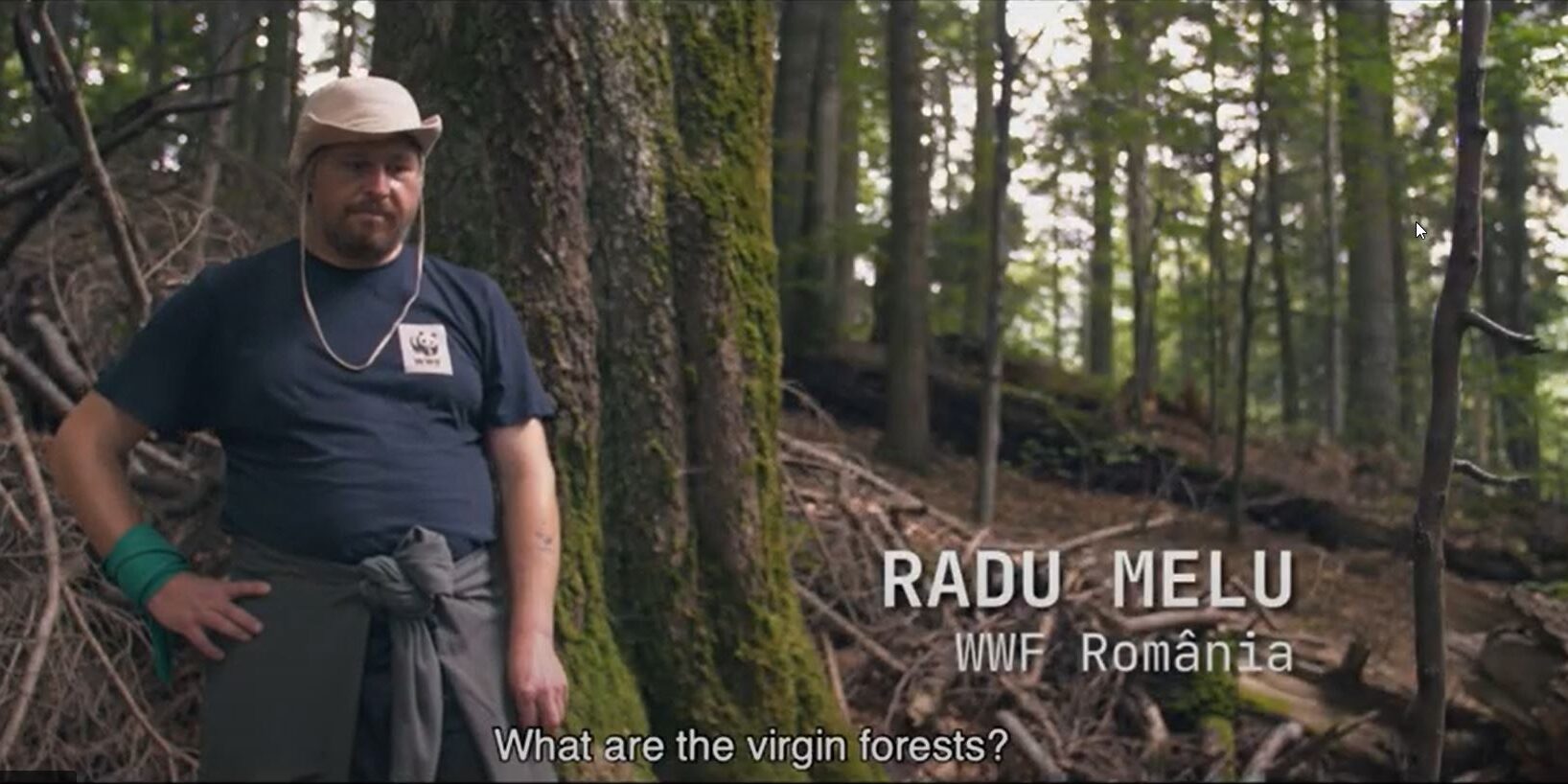 Paduri Virgine – Radu Melu Paduri Virgine