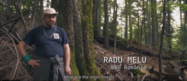 Paduri Virgine