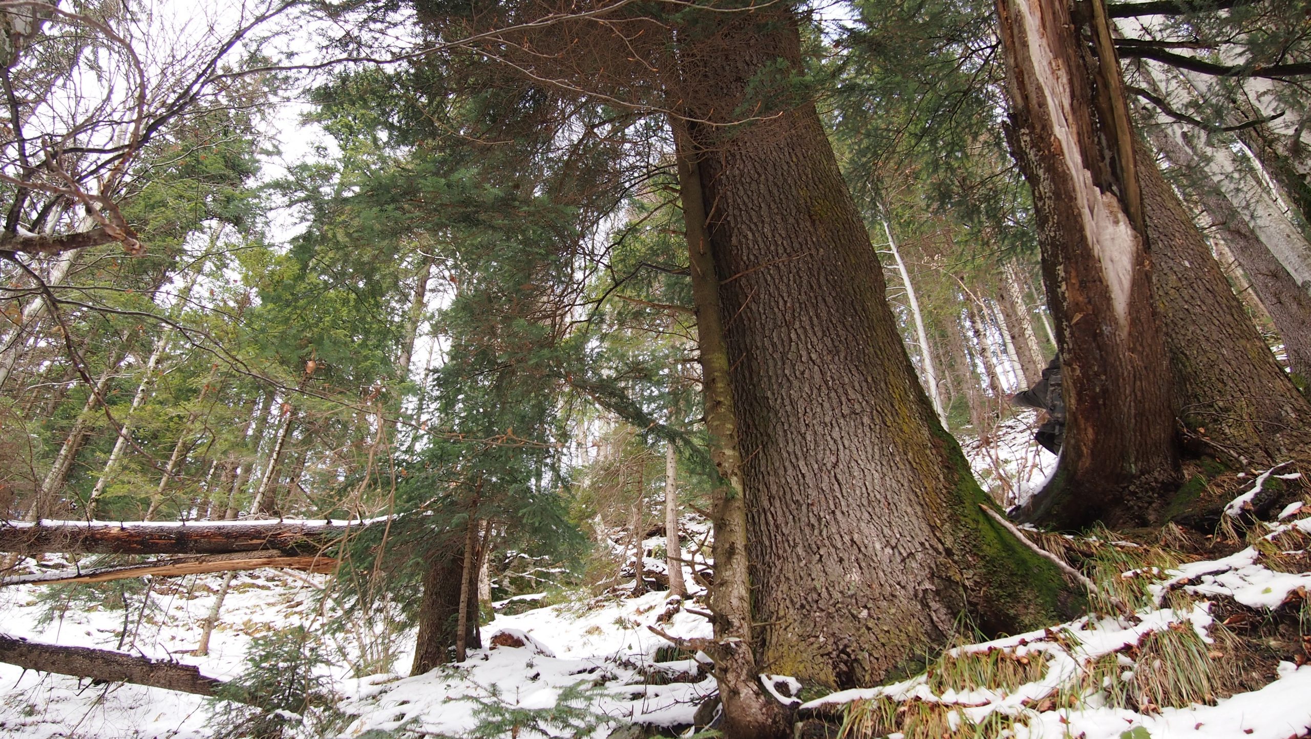 Catalogul padurilor virgine