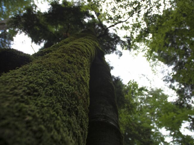Paduri Virgine – Love for Forest